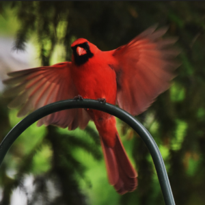 The Scarlet Landing