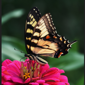 The Swallowtail in Repose