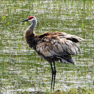 The Wetland Sentinel