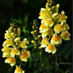 Golden Spires