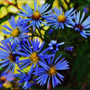 The Aster Celestial