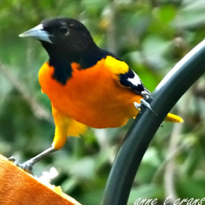 The Oriole's Sweet Reward