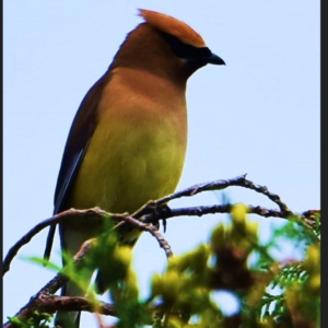The Ethereal Waxwing