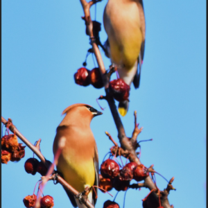 The Berry Harvest