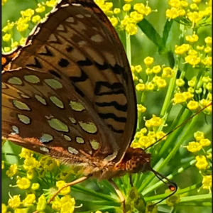 The Fritillary's Sunlit Dance