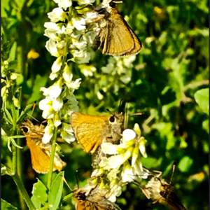 The Skipper Gathering