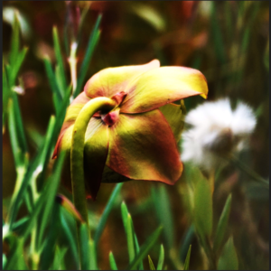 The Nodding Bloom