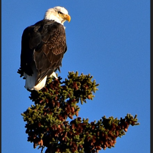 The Majestic Sentinel
