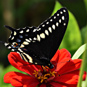 The Midnight Swallowtail