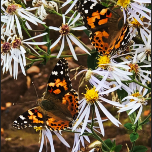 Meadow Harmony