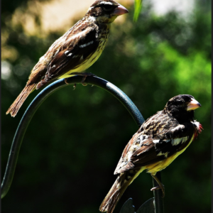 The Garden Companions