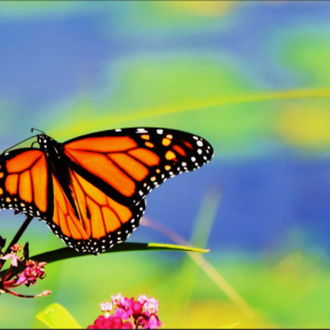The Monarch's Summer Flight